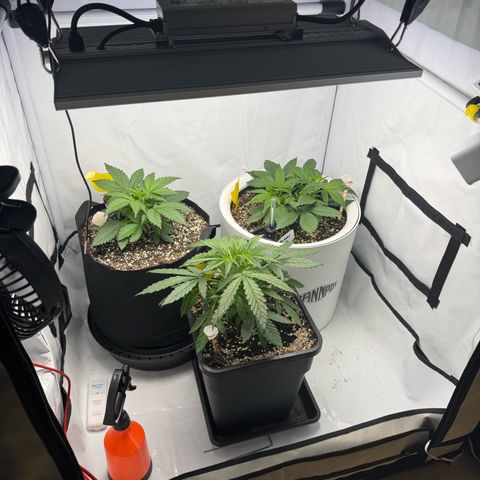 Strawberry Gorilla Auto growlog timeline photo