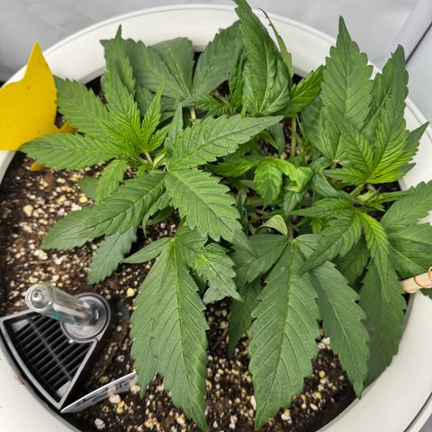 Strawberry Gorilla Auto growlog timeline photo