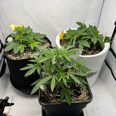 Strawberry Gorilla Auto growlog timeline photo