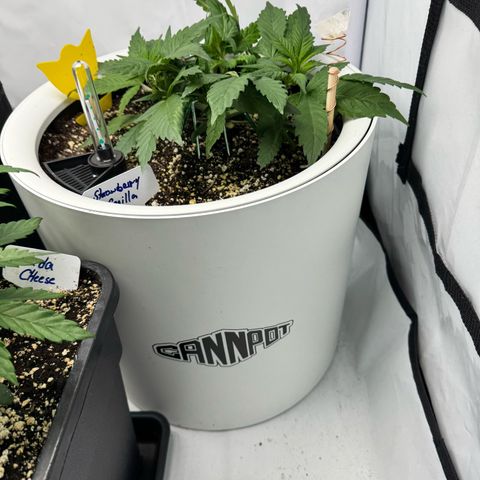 Strawberry Gorilla Auto growlog timeline photo