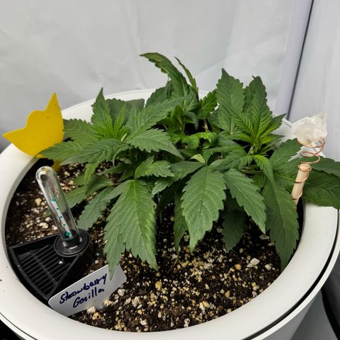 Strawberry Gorilla Auto growlog timeline photo