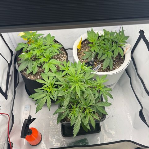 Strawberry Gorilla Auto growlog timeline photo