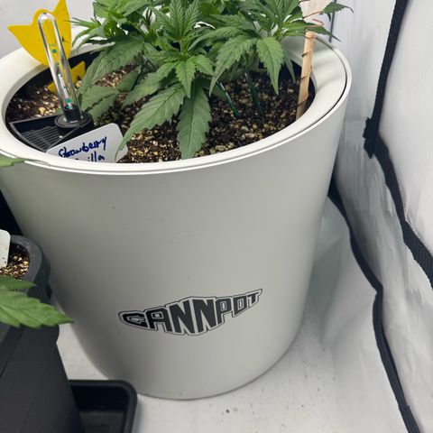 Strawberry Gorilla Auto growlog timeline photo