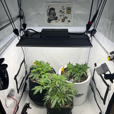 Strawberry Gorilla Auto growlog timeline photo