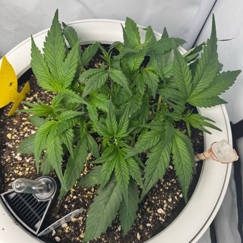 Strawberry Gorilla Auto growlog timeline photo