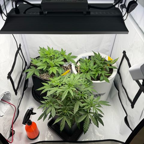 Strawberry Gorilla Auto growlog timeline photo