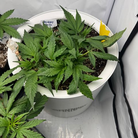 Strawberry Gorilla Auto growlog timeline photo