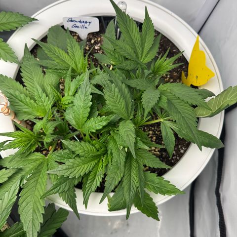 Strawberry Gorilla Auto growlog timeline photo