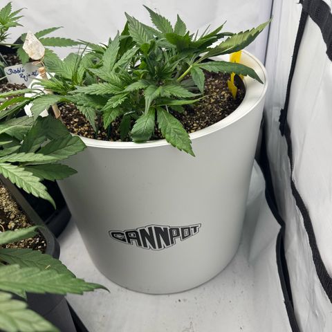 Strawberry Gorilla Auto growlog timeline photo