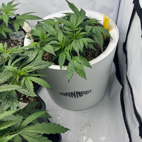 Strawberry Gorilla Auto growlog timeline photo