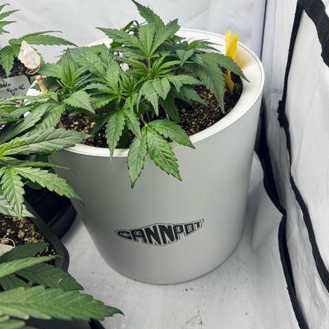 Strawberry Gorilla Auto growlog timeline photo