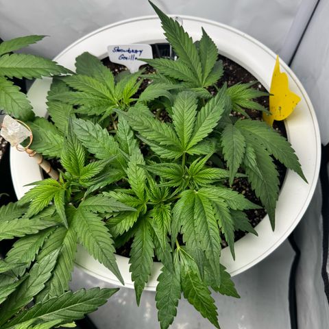 Strawberry Gorilla Auto growlog timeline photo