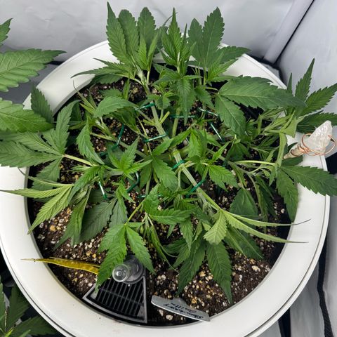 Strawberry Gorilla Auto growlog timeline photo
