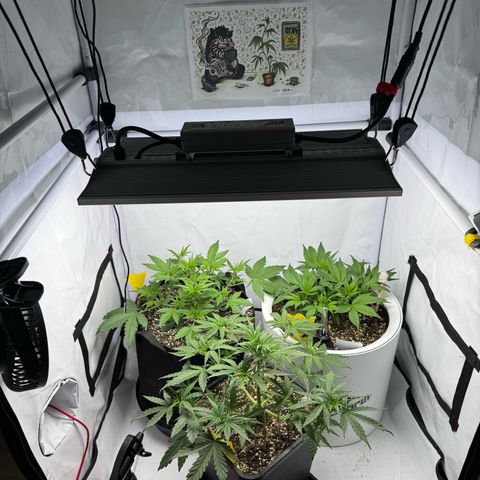 Strawberry Gorilla Auto growlog timeline photo