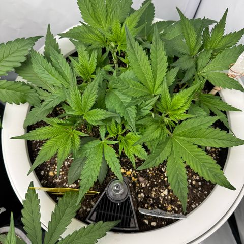 Strawberry Gorilla Auto growlog timeline photo