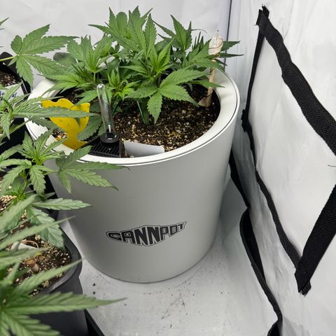 Strawberry Gorilla Auto growlog timeline photo