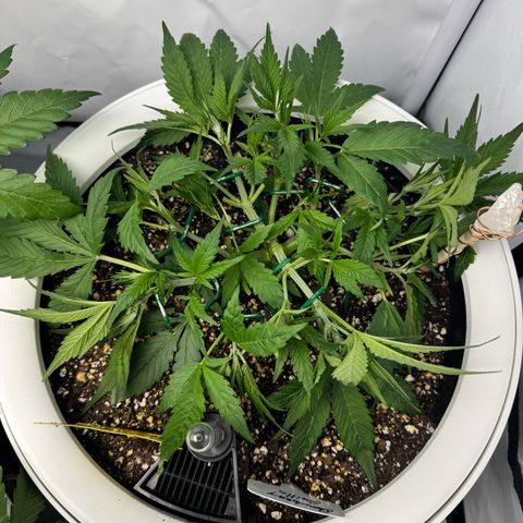 Strawberry Gorilla Auto growlog timeline photo