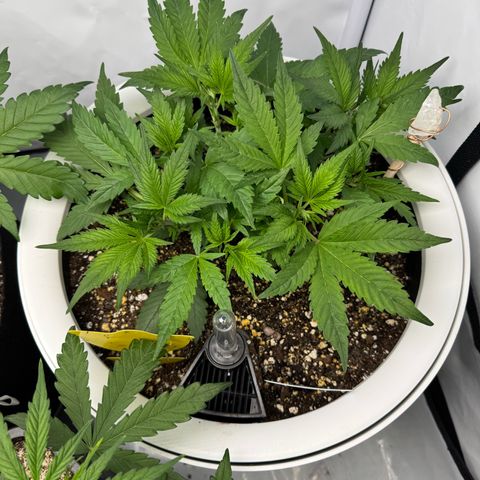 Strawberry Gorilla Auto growlog timeline photo