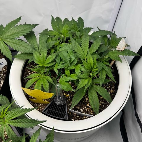 Strawberry Gorilla Auto growlog timeline photo