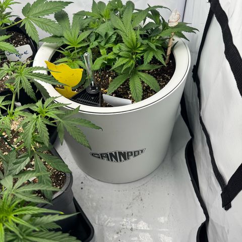 Strawberry Gorilla Auto growlog timeline photo