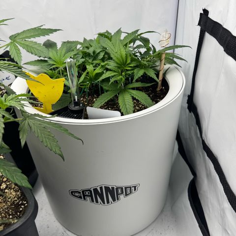 Strawberry Gorilla Auto growlog timeline photo