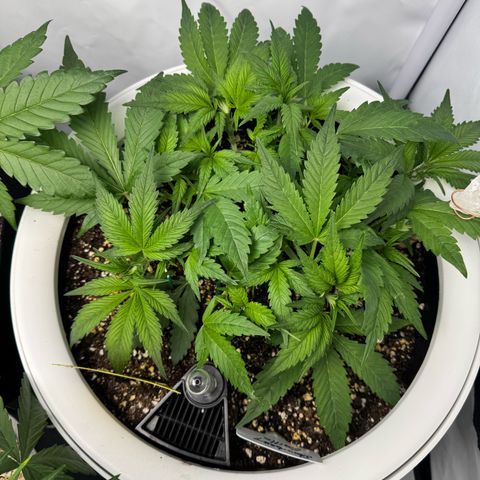 Strawberry Gorilla Auto growlog timeline photo