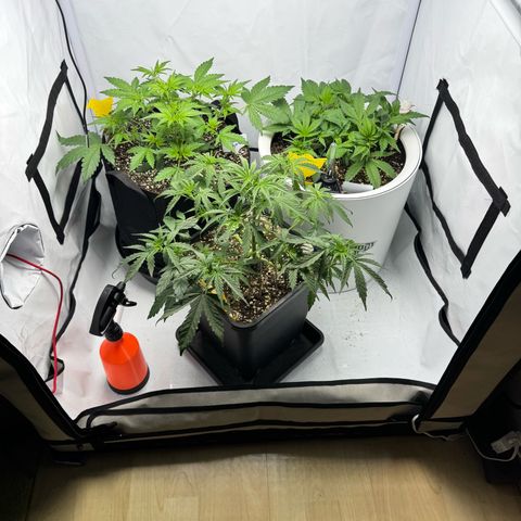Strawberry Gorilla Auto growlog timeline photo