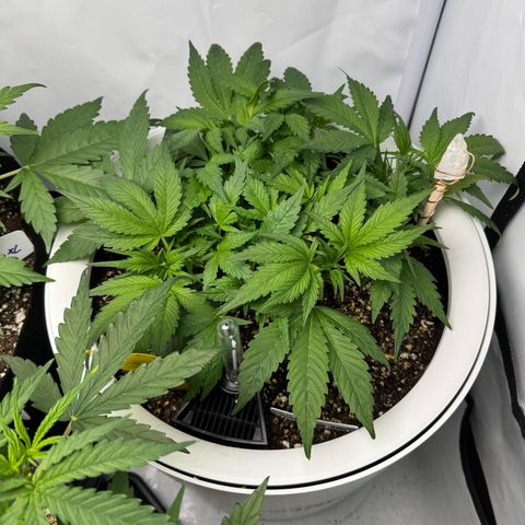 Strawberry Gorilla Auto growlog timeline photo