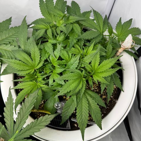 Strawberry Gorilla Auto growlog timeline photo