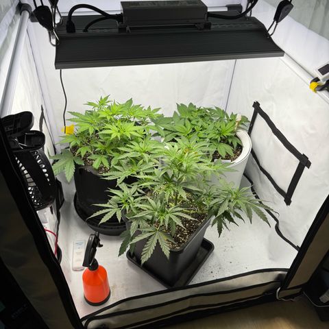 Strawberry Gorilla Auto growlog timeline photo