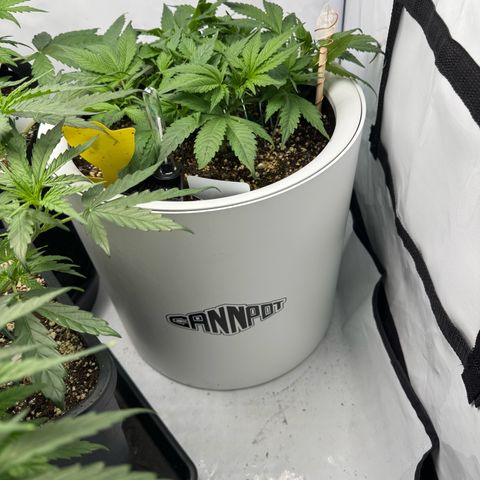 Strawberry Gorilla Auto growlog timeline photo