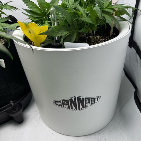 Strawberry Gorilla Auto growlog timeline photo