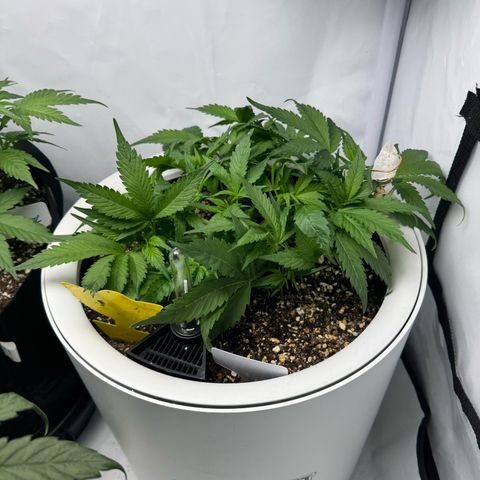 Strawberry Gorilla Auto growlog timeline photo