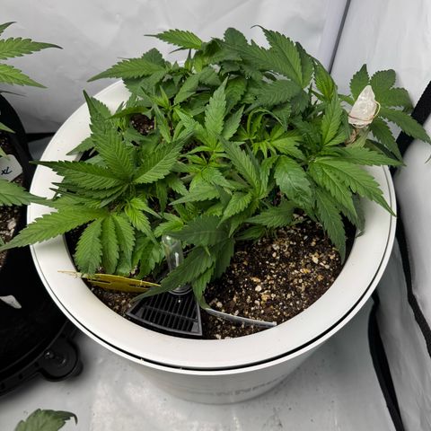 Strawberry Gorilla Auto growlog timeline photo