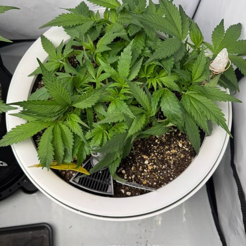 Strawberry Gorilla Auto growlog timeline photo