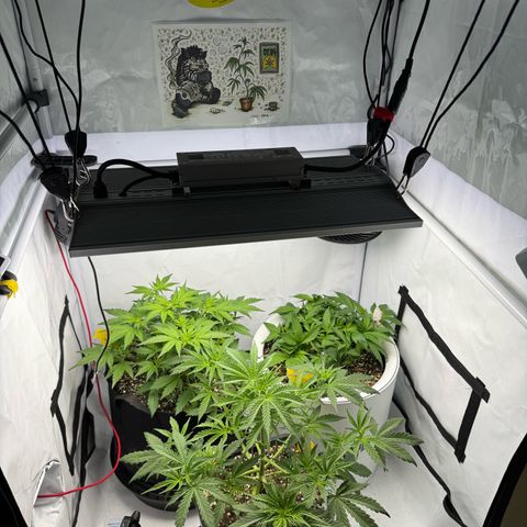 Strawberry Gorilla Auto growlog timeline photo