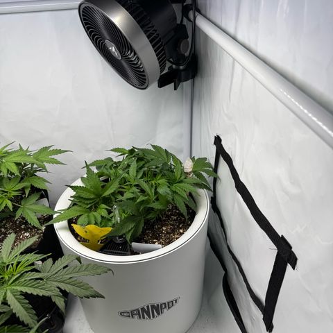 Strawberry Gorilla Auto growlog timeline photo