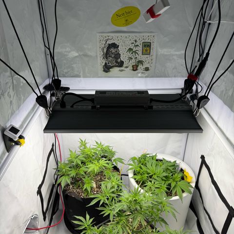 Strawberry Gorilla Auto growlog timeline photo