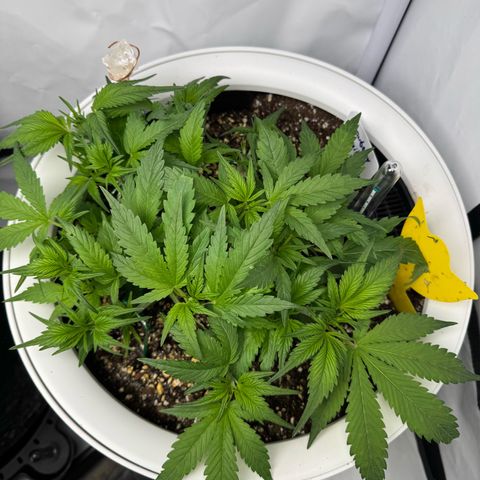 Strawberry Gorilla Auto growlog timeline photo