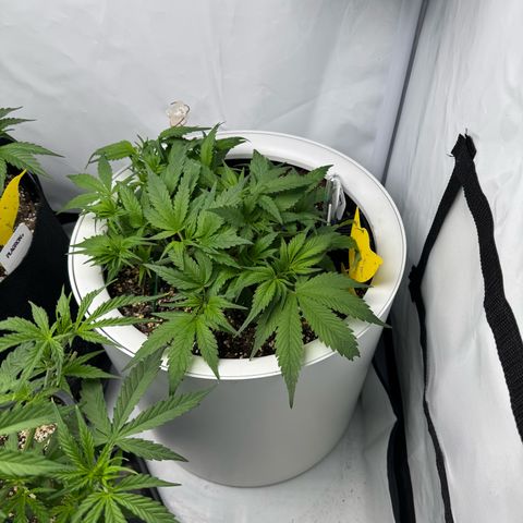 Strawberry Gorilla Auto growlog timeline photo