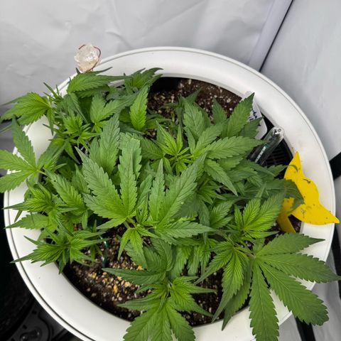 Strawberry Gorilla Auto growlog timeline photo