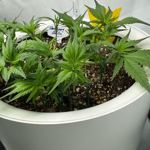 Strawberry Gorilla Auto growlog timeline photo