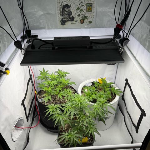 Strawberry Gorilla Auto growlog timeline photo