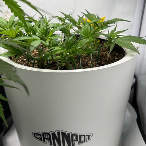 Strawberry Gorilla Auto growlog timeline photo