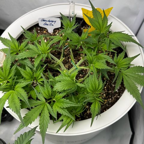 Strawberry Gorilla Auto growlog timeline photo