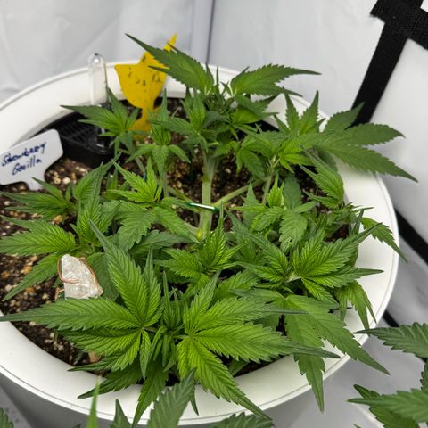 Strawberry Gorilla Auto growlog timeline photo