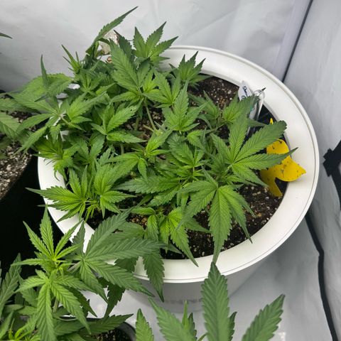 Strawberry Gorilla Auto growlog timeline photo