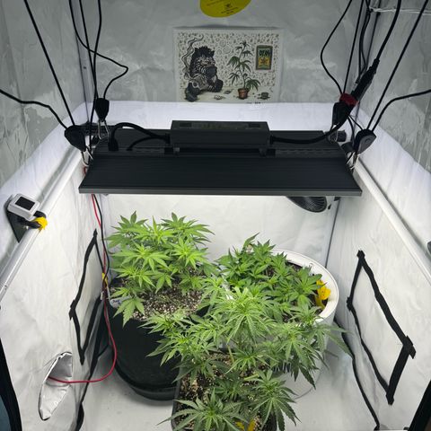 Strawberry Gorilla Auto growlog timeline photo