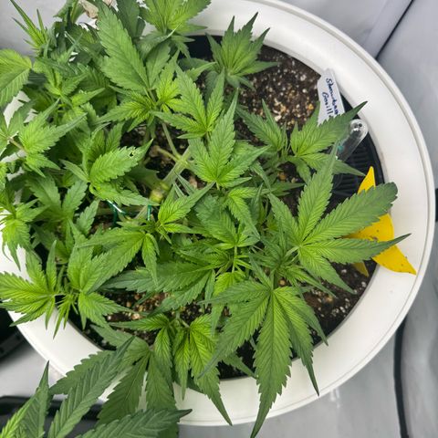 Strawberry Gorilla Auto growlog timeline photo