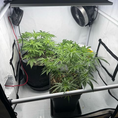Strawberry Gorilla Auto growlog timeline photo